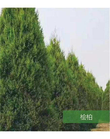 標(biāo)題：名貴樹(shù)種
瀏覽次數(shù)：1682
發(fā)表時(shí)間：2020-10-17