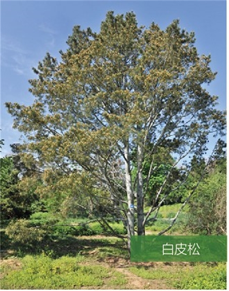 標(biāo)題：名貴樹種
瀏覽次數(shù)：2350
發(fā)表時(shí)間：2020-10-17
