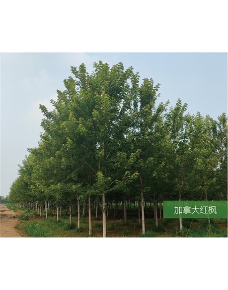 標(biāo)題：名貴樹種
瀏覽次數(shù)：2058
發(fā)表時間：2020-10-17