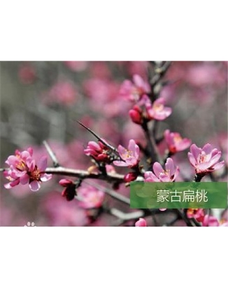 標題：名貴樹種
瀏覽次數(shù)：1719
發(fā)表時間：2020-10-17