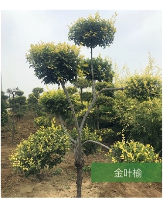 標(biāo)題：名貴樹種
瀏覽次數(shù)：1759
發(fā)表時間：2020-10-17