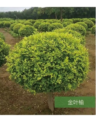 標(biāo)題：名貴樹(shù)種
瀏覽次數(shù)：1768
發(fā)表時(shí)間：2020-10-17